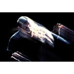 05-02-2015 - Musikmarkt - Helene Fischer - 2.jpg